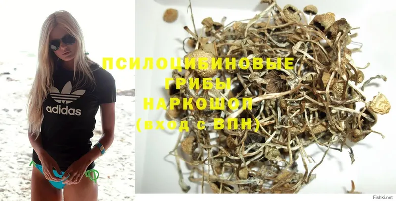 как найти закладки  Черногорск  Галлюциногенные грибы Psilocybe 